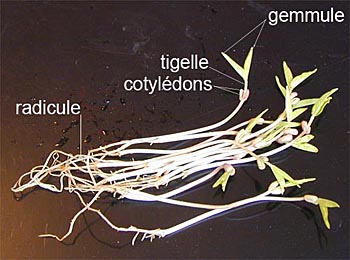 ماش سبز / ماش